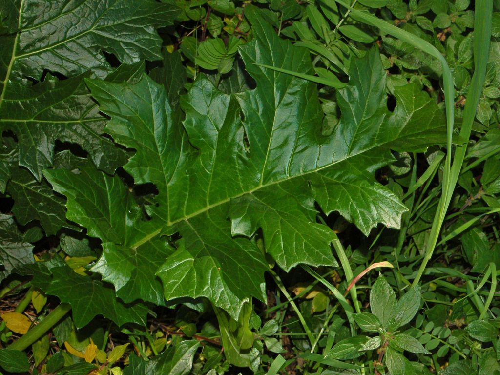 Acanthus mollis / Acanto comune, Branca orsina, Brancalupo